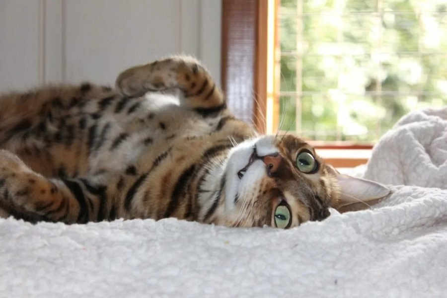 Куда деть своего питомца на время отъезда