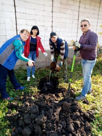 Кнауф: от зеленой наклейки к зеленым  деревьям