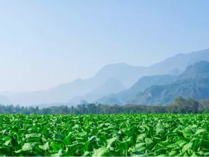 Актуальные формы потребления никотина: обзор современных решений