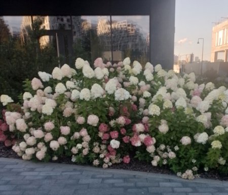 Зеленое строительство: старые стандарты и новые возможности