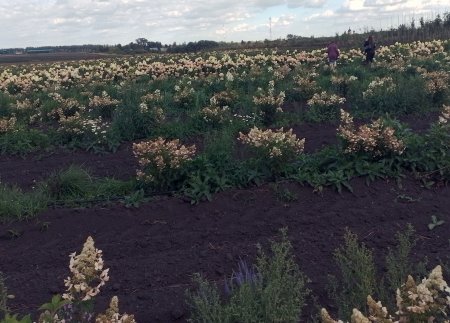 Зеленое строительство: старые стандарты и новые возможности
