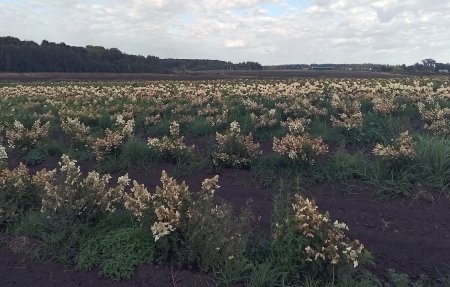 Зеленое строительство: старые стандарты и новые возможности