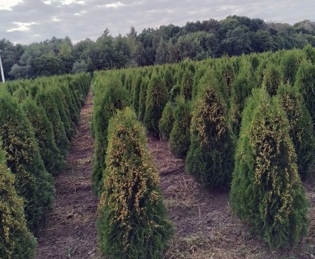 Зеленое строительство: старые стандарты и новые возможности