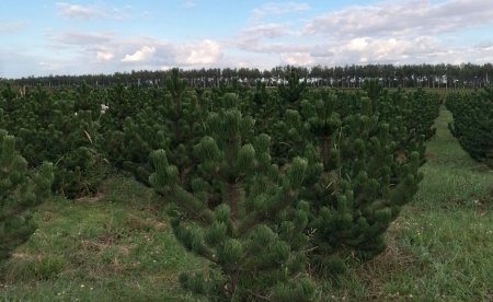 Зеленое строительство: старые стандарты и новые возможности
