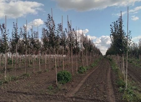 Зеленое строительство: старые стандарты и новые возможности
