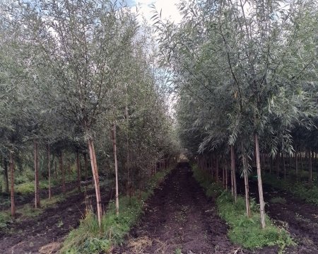 Зеленое строительство: старые стандарты и новые возможности